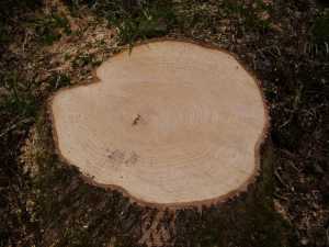 a stump